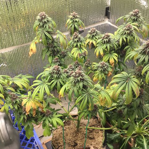 🌚 SSH OG +++ 🌝  ♌️ growlog timeline photo