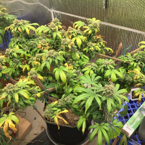 🧀 Cheese 🧀  growlog timeline photo