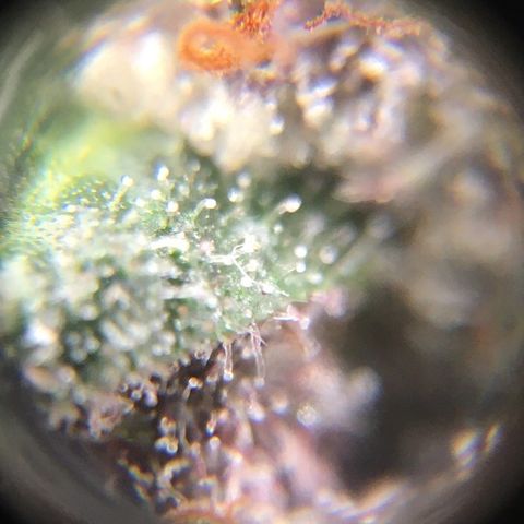 🌚 SSH OG +++ 🌝  ♌️ growlog timeline photo