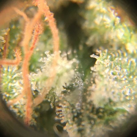 🧀 Cheese 🧀  growlog timeline photo
