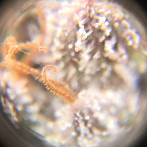 🌚 SSH OG +++ 🌝  ♌️ growlog timeline photo