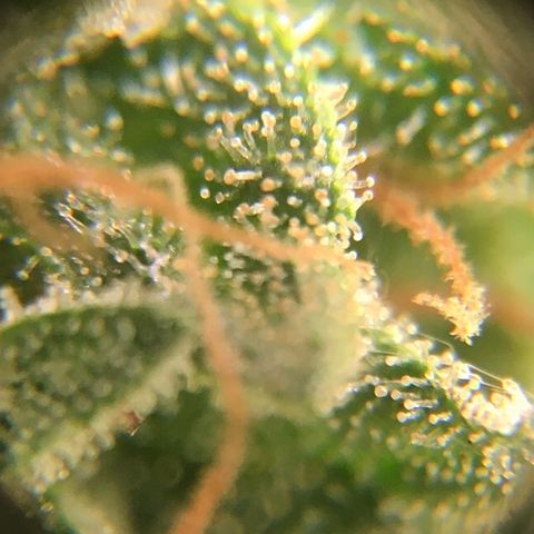 🧀 Cheese 🧀  growlog timeline photo
