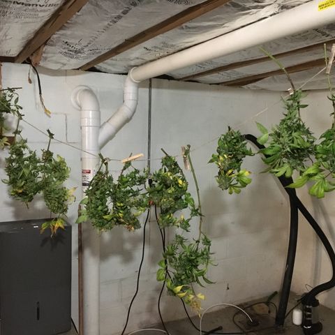 🧀 Cheese 🧀  growlog timeline photo