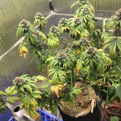 🌚 SSH OG +++ 🌝  ♌️ growlog timeline photo