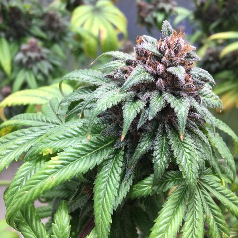 🌚 SSH OG +++ 🌝  ♌️ growlog timeline photo