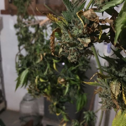 🧀 Cheese 🧀  growlog timeline photo