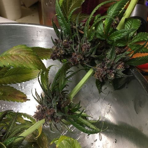 🌚 SSH OG +++ 🌝  ♌️ growlog timeline photo