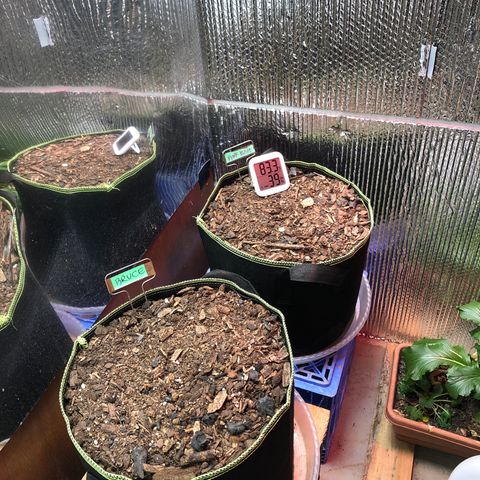 Bruce Banner auto 💪💚🌳👒🦚 growlog timeline photo