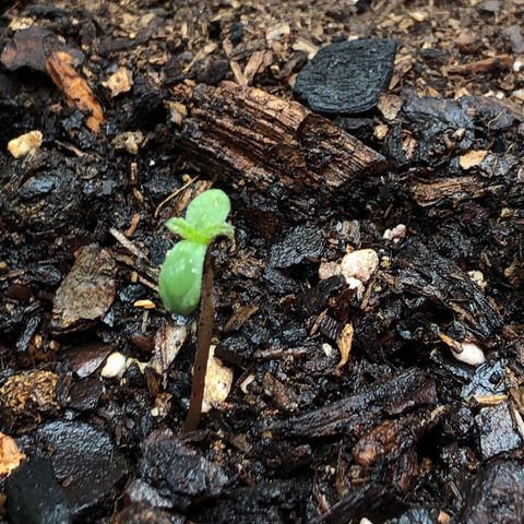 Bruce Banner auto 💪💚🌳👒🦚 growlog timeline photo