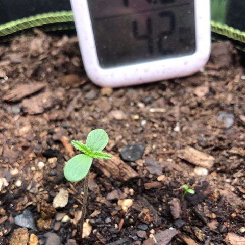 Bruce Banner auto 💪💚🌳👒🦚 growlog timeline photo