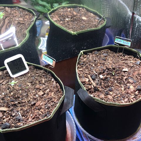 Bruce Banner auto 💪💚🌳👒🦚 growlog timeline photo