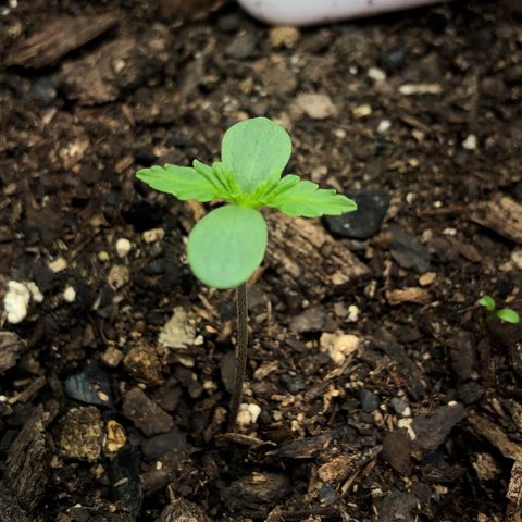 Bruce Banner auto 💪💚🌳👒🦚 growlog timeline photo