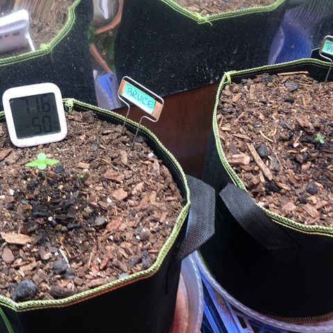 Bruce Banner auto 💪💚🌳👒🦚 growlog timeline photo
