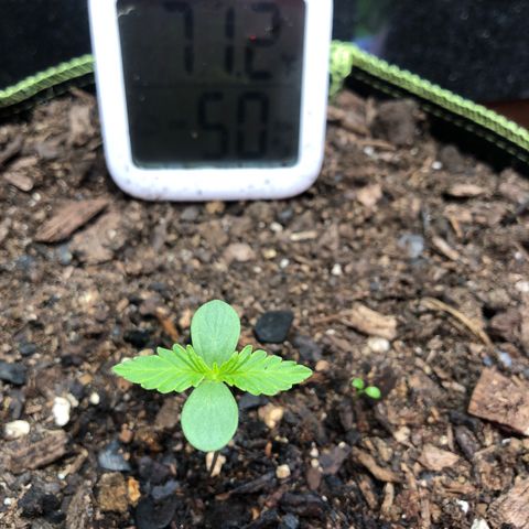 Bruce Banner auto 💪💚🌳👒🦚 growlog timeline photo