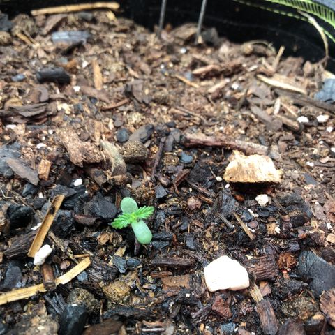 Pink kush CBD auto 🌸💞🌷🐷👙🦩 growlog timeline photo