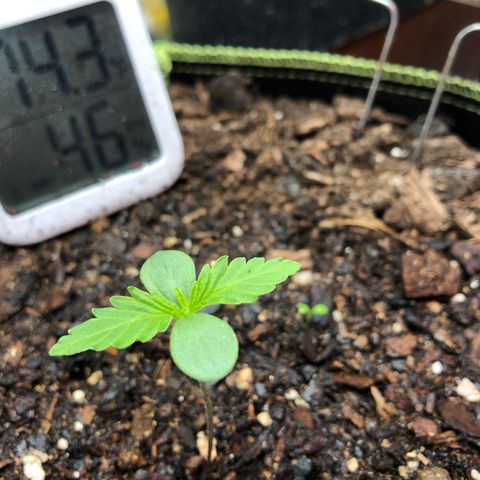 Bruce Banner auto 💪💚🌳👒🦚 growlog timeline photo