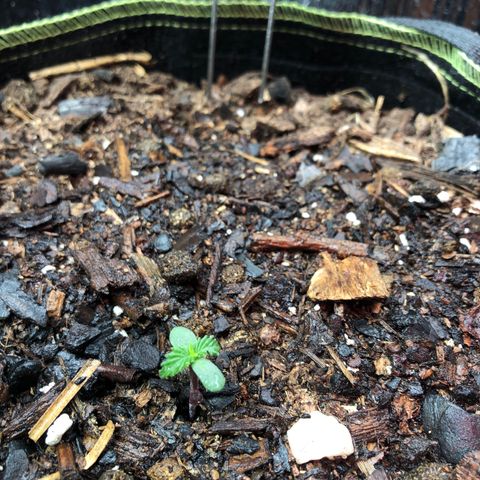 Pink kush CBD auto 🌸💞🌷🐷👙🦩 growlog timeline photo