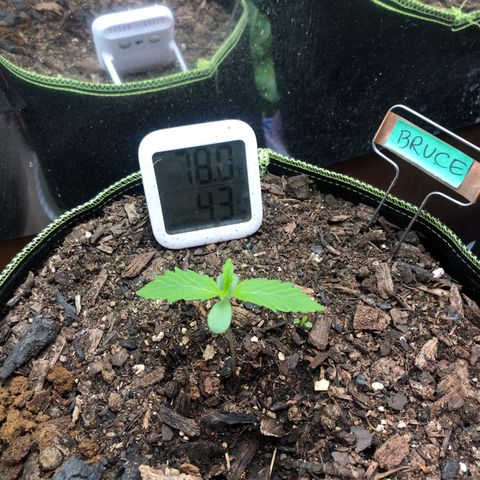 Bruce Banner auto 💪💚🌳👒🦚 growlog timeline photo