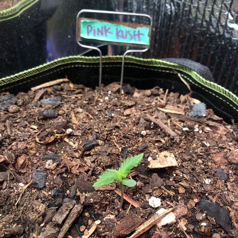 Pink kush CBD auto 🌸💞🌷🐷👙🦩 growlog timeline photo