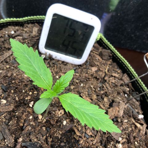 Bruce Banner auto 💪💚🌳👒🦚 growlog timeline photo