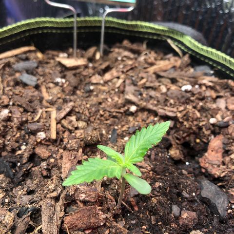 Pink kush CBD auto 🌸💞🌷🐷👙🦩 growlog timeline photo
