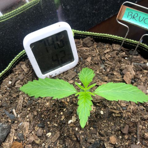Bruce Banner auto 💪💚🌳👒🦚 growlog timeline photo
