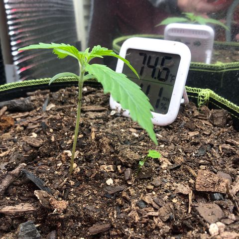 Bruce Banner auto 💪💚🌳👒🦚 growlog timeline photo