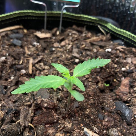 Pink kush CBD auto 🌸💞🌷🐷👙🦩 growlog timeline photo