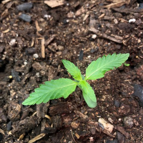 Pink kush CBD auto 🌸💞🌷🐷👙🦩 growlog timeline photo