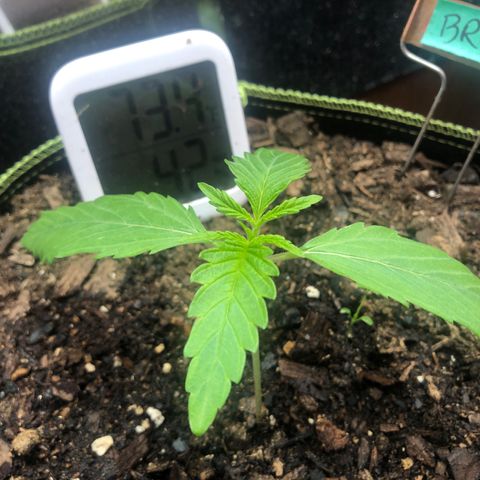Bruce Banner auto 💪💚🌳👒🦚 growlog timeline photo