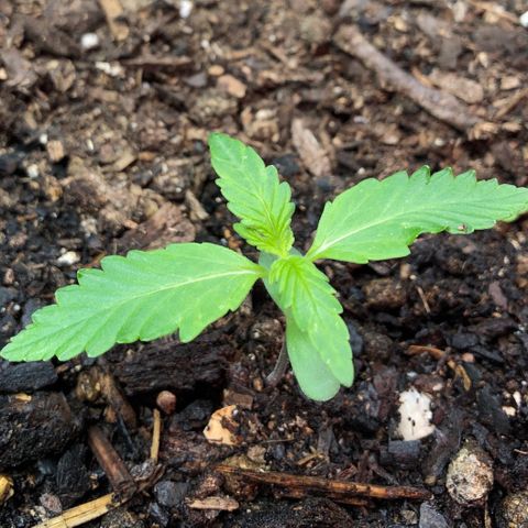 Pink kush CBD auto 🌸💞🌷🐷👙🦩 growlog timeline photo