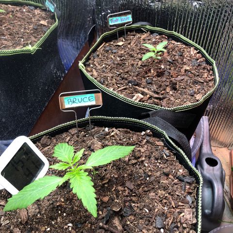Bruce Banner auto 💪💚🌳👒🦚 growlog timeline photo