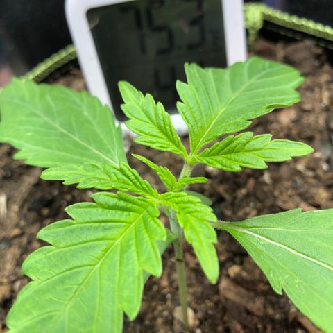 Bruce Banner auto 💪💚🌳👒🦚 growlog timeline photo