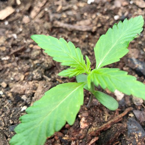 Pink kush CBD auto 🌸💞🌷🐷👙🦩 growlog timeline photo