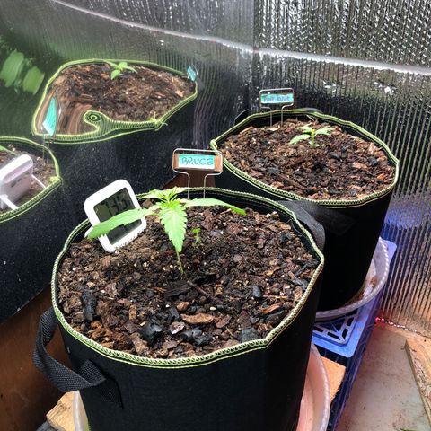 Bruce Banner auto 💪💚🌳👒🦚 growlog timeline photo