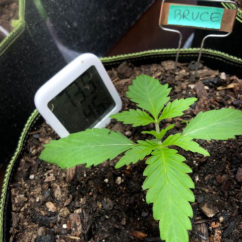 Bruce Banner auto 💪💚🌳👒🦚 growlog timeline photo