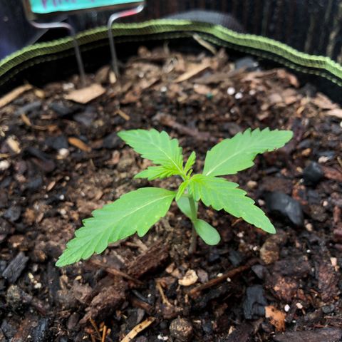 Pink kush CBD auto 🌸💞🌷🐷👙🦩 growlog timeline photo