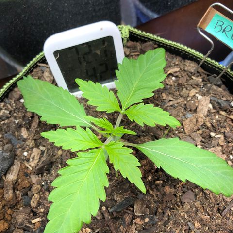 Bruce Banner auto 💪💚🌳👒🦚 growlog timeline photo