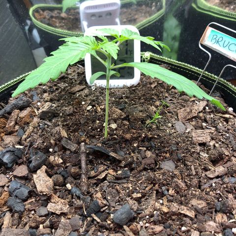 Bruce Banner auto 💪💚🌳👒🦚 growlog timeline photo