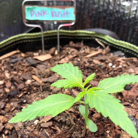 Pink kush CBD auto 🌸💞🌷🐷👙🦩 growlog timeline photo
