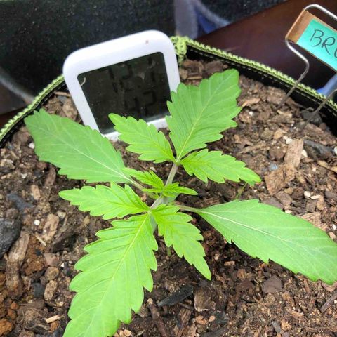 Bruce Banner auto 💪💚🌳👒🦚 growlog timeline photo