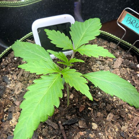 Bruce Banner auto 💪💚🌳👒🦚 growlog timeline photo