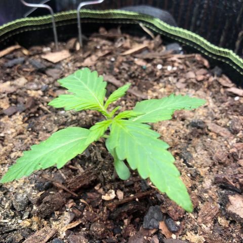 Pink kush CBD auto 🌸💞🌷🐷👙🦩 growlog timeline photo