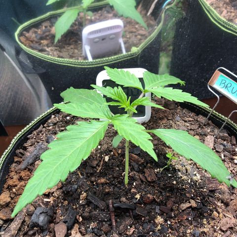 Bruce Banner auto 💪💚🌳👒🦚 growlog timeline photo