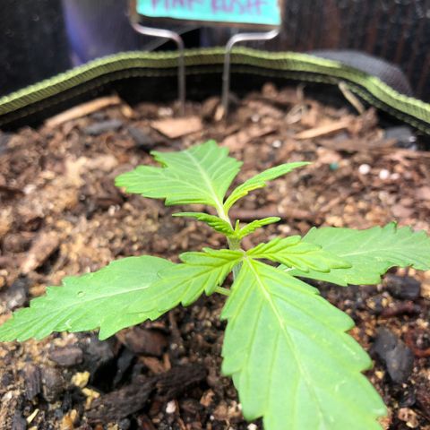 Pink kush CBD auto 🌸💞🌷🐷👙🦩 growlog timeline photo