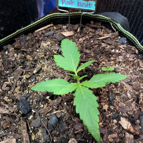 Pink kush CBD auto 🌸💞🌷🐷👙🦩 growlog timeline photo