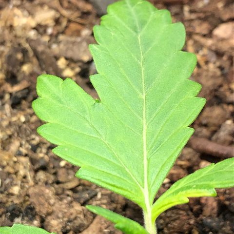 Pink kush CBD auto 🌸💞🌷🐷👙🦩 growlog timeline photo