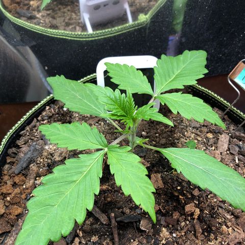 Bruce Banner auto 💪💚🌳👒🦚 growlog timeline photo