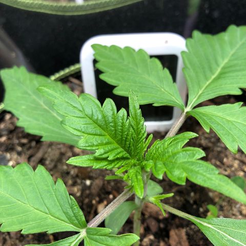 Bruce Banner auto 💪💚🌳👒🦚 growlog timeline photo
