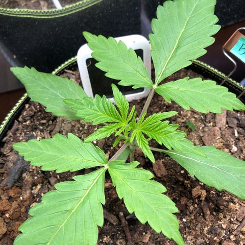 Bruce Banner auto 💪💚🌳👒🦚 growlog timeline photo